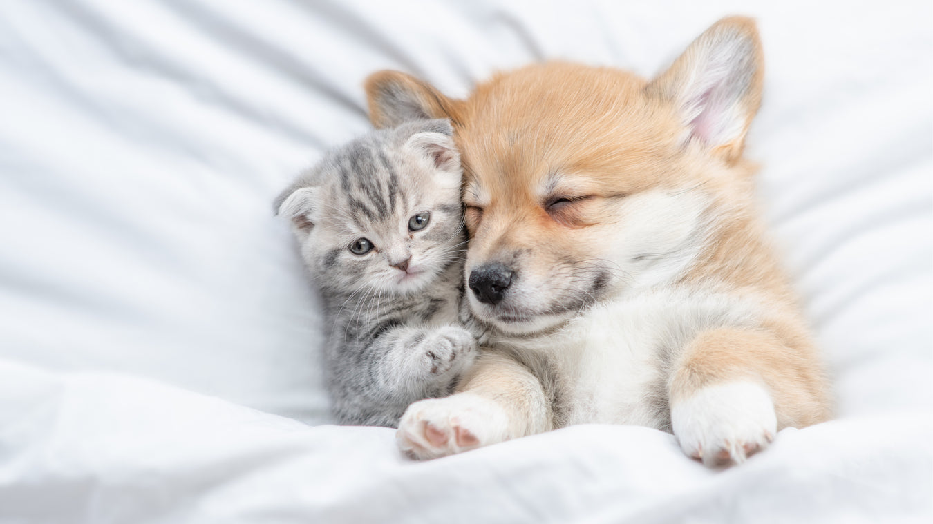 Pet